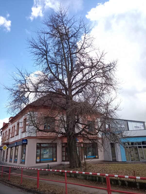 Památný strom Jinan v Jaroměři