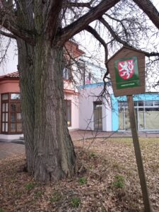 Památný strom Jinan v Jaroměři